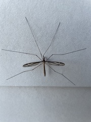 Tipula furca