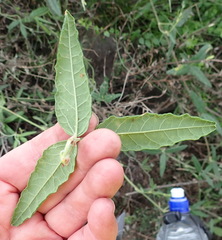 Rhynchosia chrysoscias