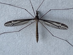 Tipula furca