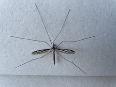 Tipula furca