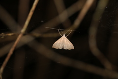 Trigonistis asthenopa