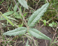 Rhynchosia chrysoscias