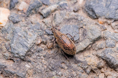 Phyllobius pyri