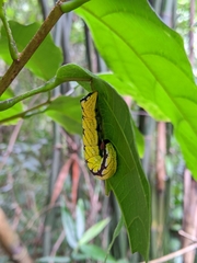 Chadisra bipars