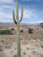 Browningia candelaris