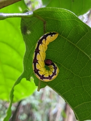 Chadisra bipars