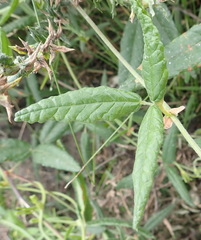 Rhynchosia chrysoscias