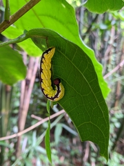Chadisra bipars
