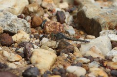 Orthetrum testaceum