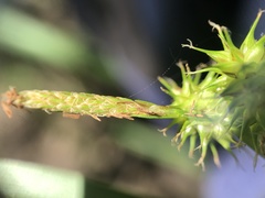 Carex lepidocarpa