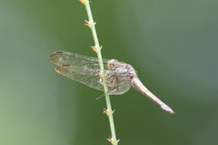 Orthetrum testaceum