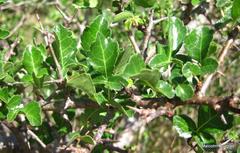Commiphora schimperi