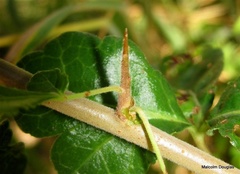 Commiphora schimperi