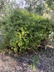 Billardiera heterophylla