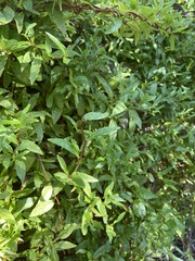 Billardiera heterophylla