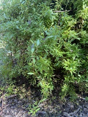 Billardiera heterophylla