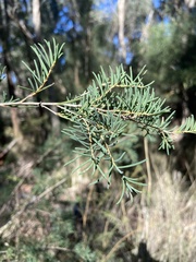 Melaleuca rhaphiophylla