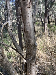 Melaleuca rhaphiophylla