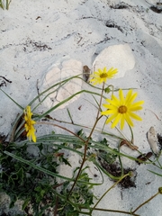 Osteospermum dentatum