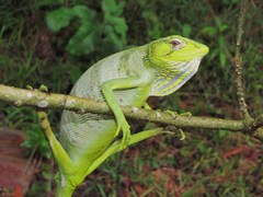 Polychrus gutturosus
