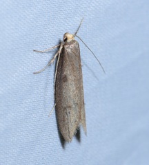 Agnoea flavifrontella