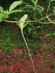 Polychrus gutturosus