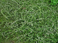 Cotoneaster