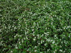 Cotoneaster