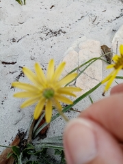Osteospermum dentatum