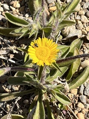 Asteriscus aquaticus