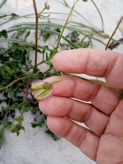 Osteospermum dentatum