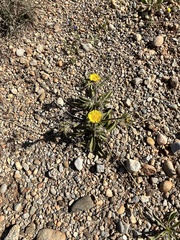 Asteriscus aquaticus