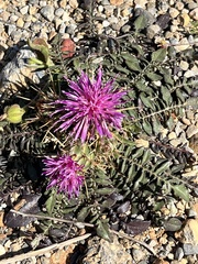 Centaurea raphanina mixta