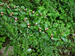Cotoneaster