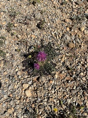 Centaurea raphanina mixta