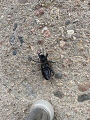 Eleodes suturalis