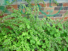 Cotoneaster