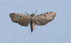 Eupithecia assimilata