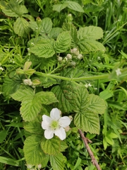 Rubus tuberculatus