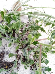 Osteospermum dentatum