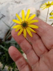 Osteospermum dentatum