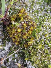 Syntrichia ruraliformis