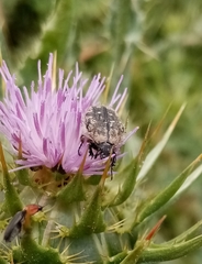 Oxythyrea funesta