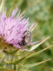 Oxythyrea funesta
