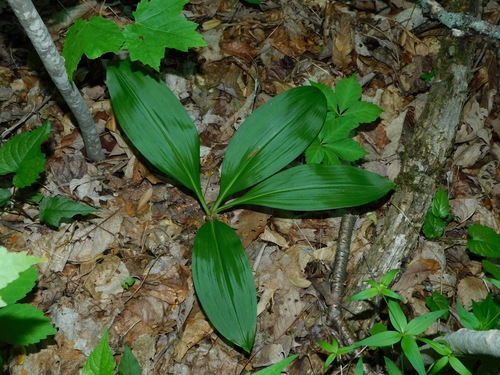 Melanthium parviflorum, photograph 5