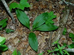 Melanthium parviflorum, photograph Michael J. Papay, CC BY, iNaturalist via GBIF