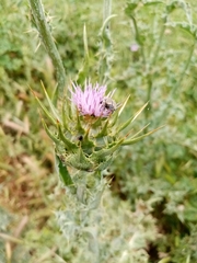 Oxythyrea funesta