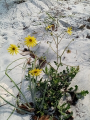 Osteospermum dentatum