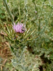 Oxythyrea funesta