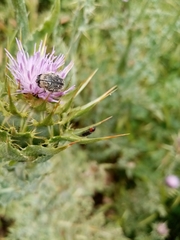 Oxythyrea funesta